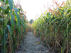 Andrea Cochran - Corn Maze 安德里亚·科克伦-玉米迷宫